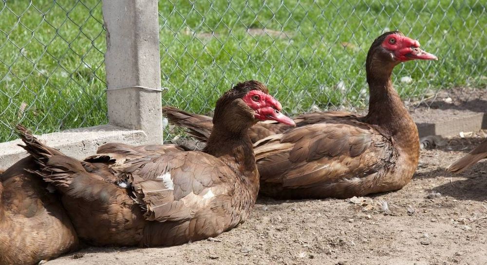 Утки.   (шипуны)