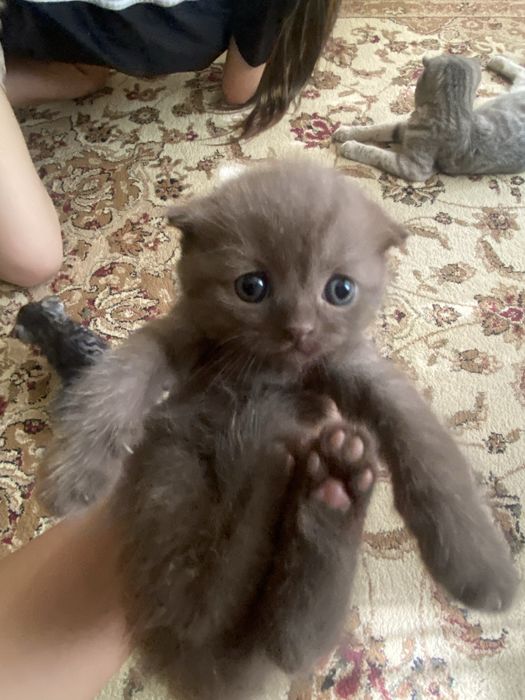 Продаю шатланских котят