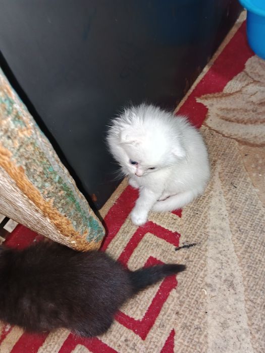 Котята вислоухий мальчик и девочка