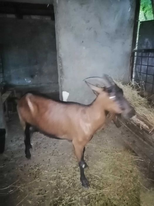 Capra alpin francez