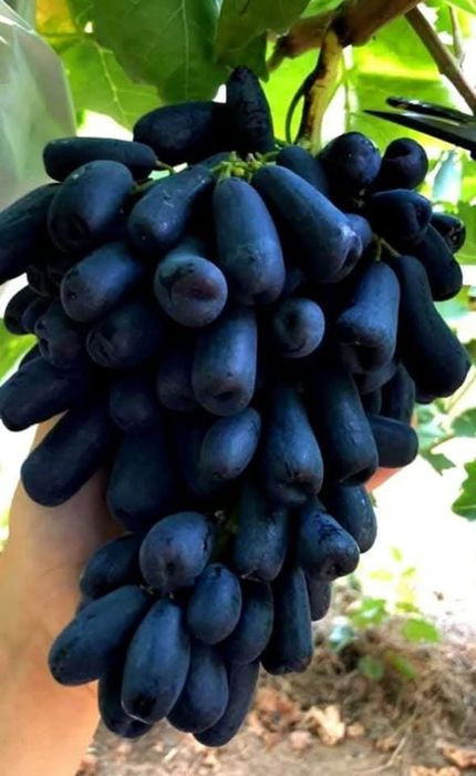 Vita de vie de masă anul 3