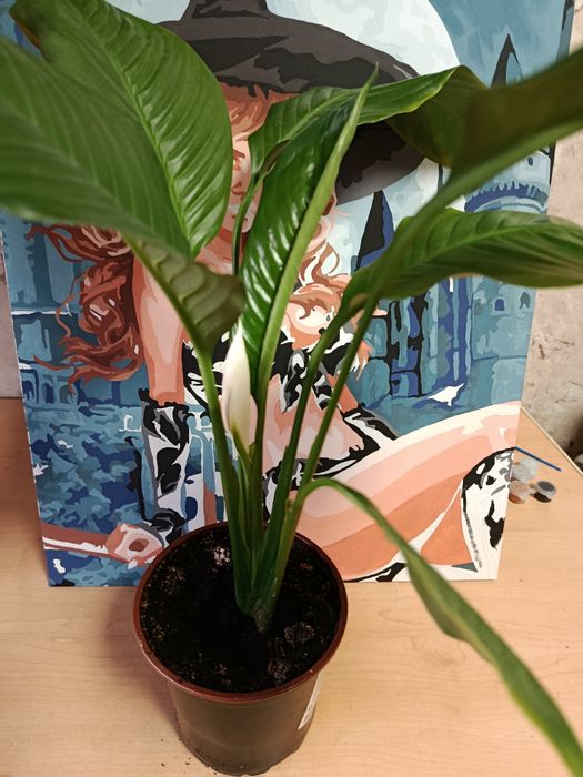 Спатифиллум или женское счастье