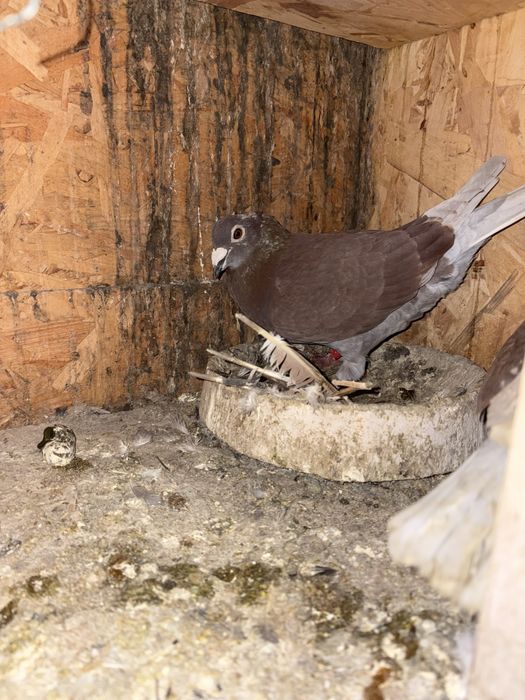 Vand o pereche de porumbeii voiajorii