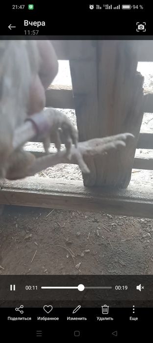 8000 тенге карлик