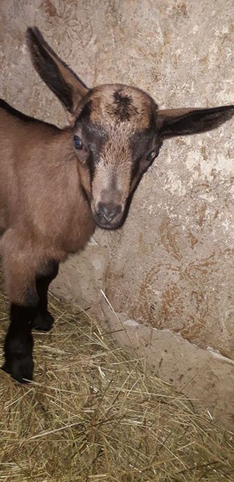 Vând tapisori Alpin Francez rasă pură ciuti genetic