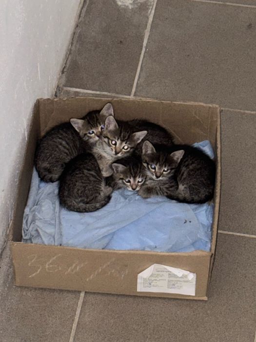 Котята даром