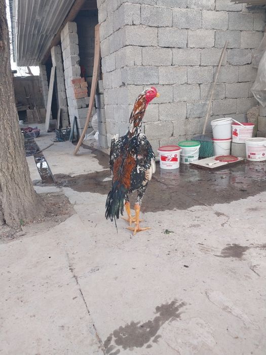 Срочно продам петух