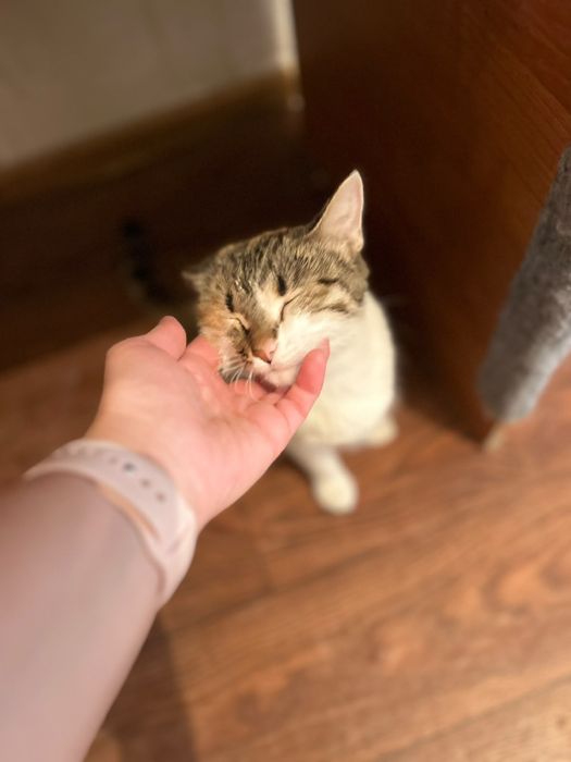 Кошечку в добрые руки