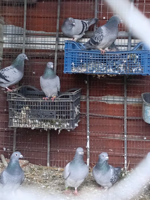 Vând lot de 14 porumbei voiajori