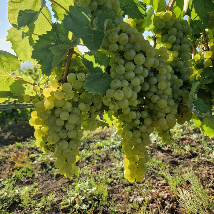 Struguri feteasca  riesling si traminer