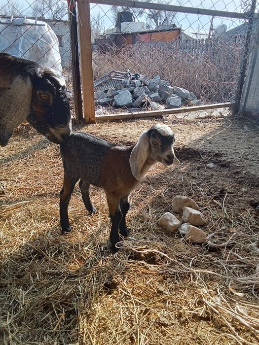 Продается англонубийская коза и козлята