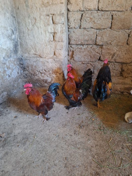 4 петух 10 тысяч