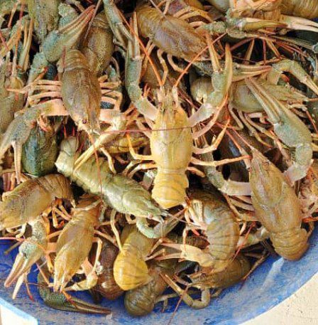 Живые раки с доставкой на дом. Мы предлагаем скидку 10% на все размеры