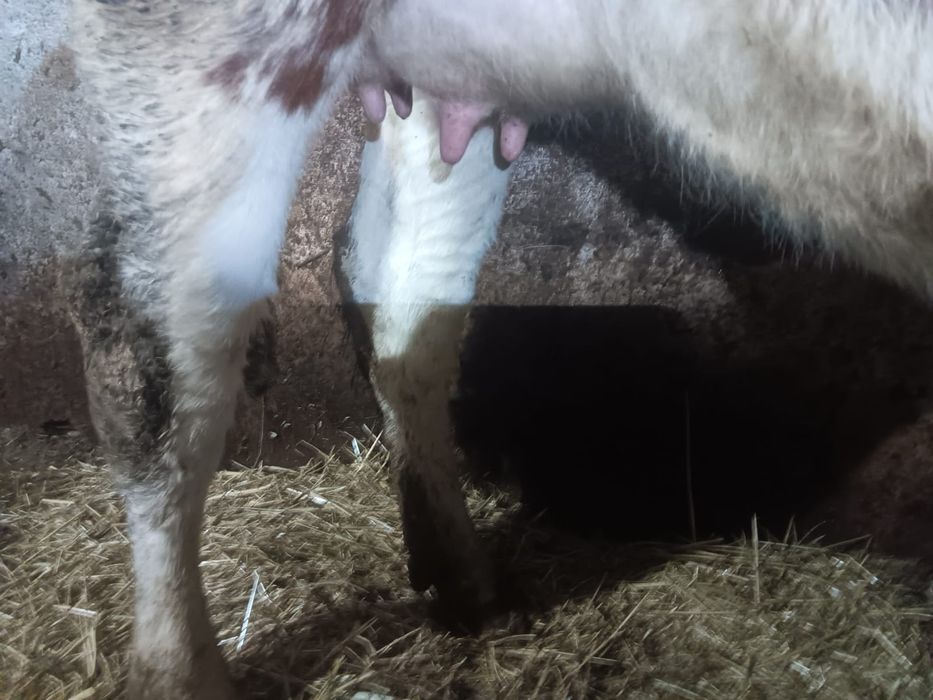 Vand doua juninci fatate recent