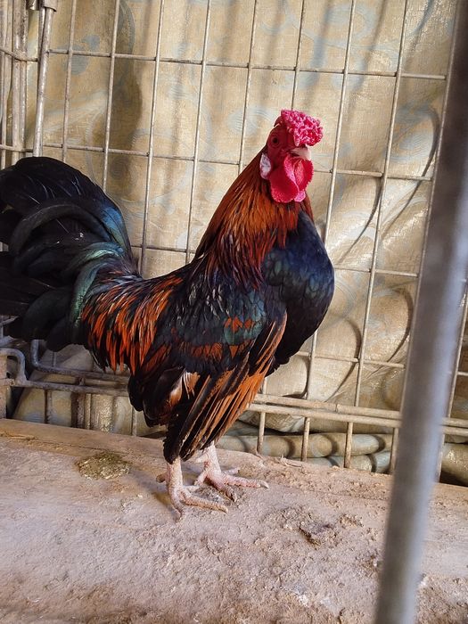 Yapon hõroz sotiladi