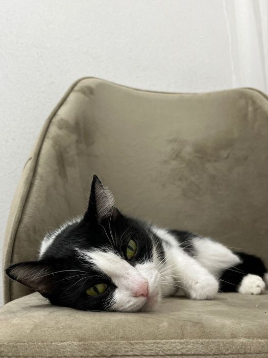 Кошка даром в добрые руки