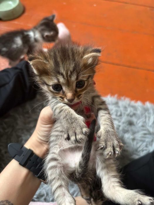 Отадм котят в добрые руки
