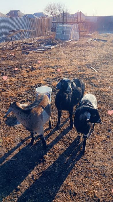 4 мал жас сатылады