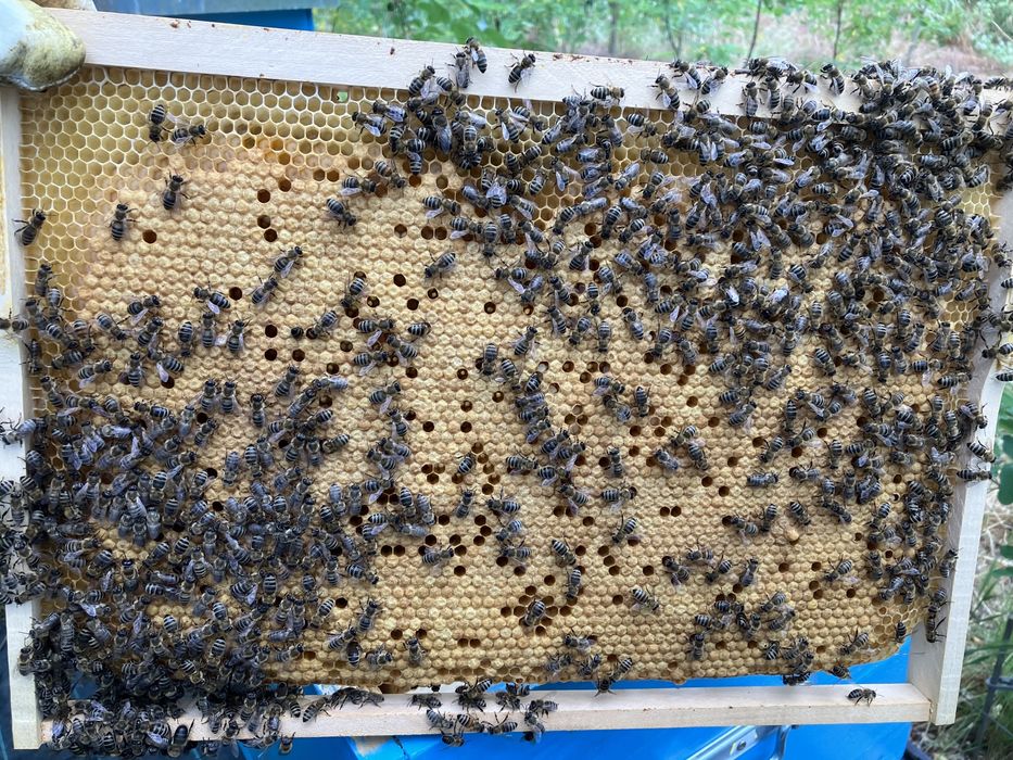 Miere de albine si polen proaspat de primavara din stupina proprie