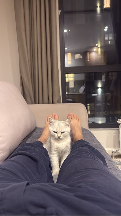 Британский котёнок, мальчик, 2 месяца