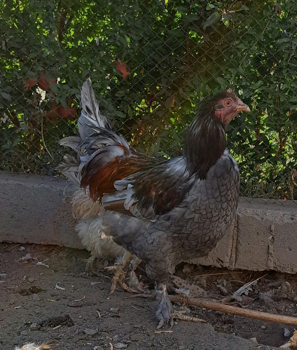 Петухи  годовалые