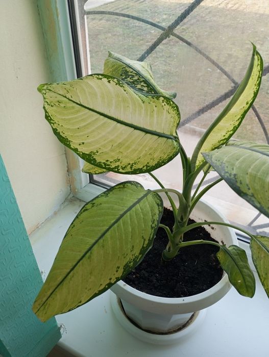 Цветы  дост есть