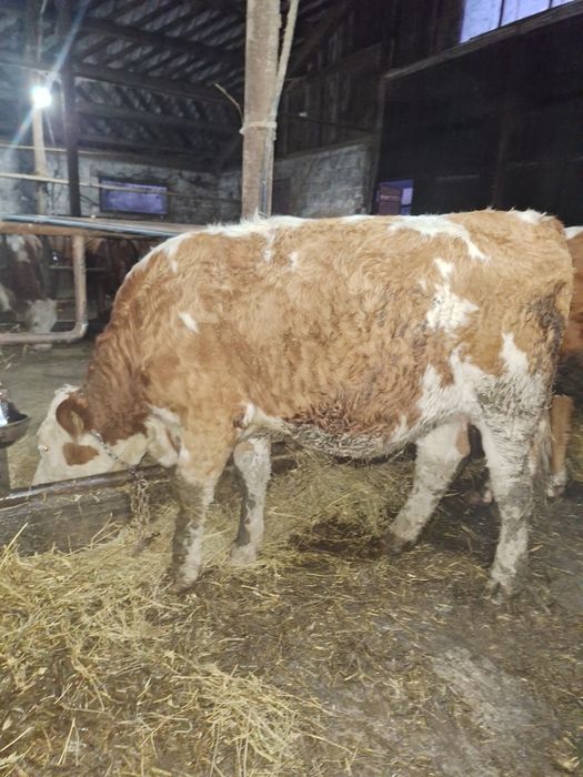 Vînd junincă în 18 Aprilie i se împlinește vremea