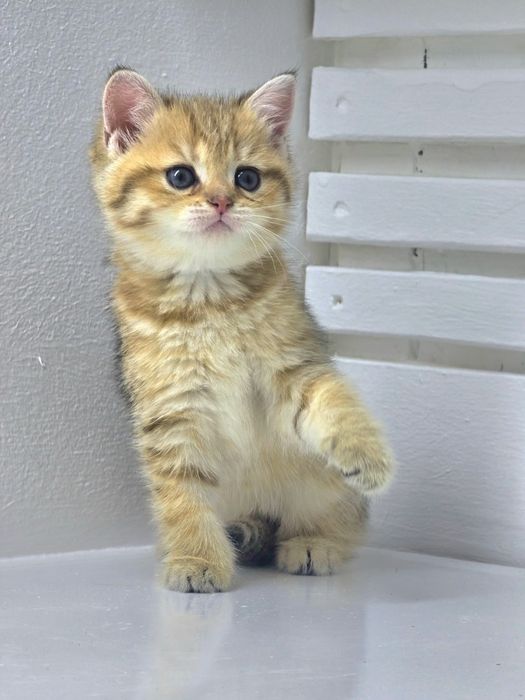 Зеленоглазка ,КошЕчка