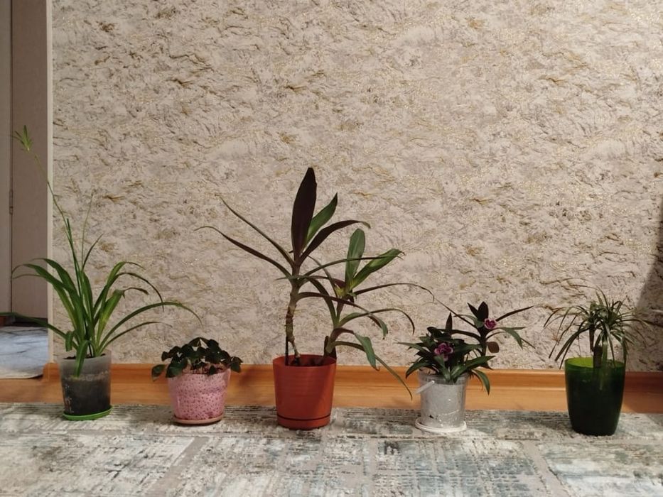 Продам 12 цветов