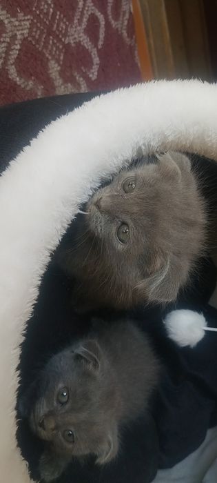 шотландский вислоухий котенок