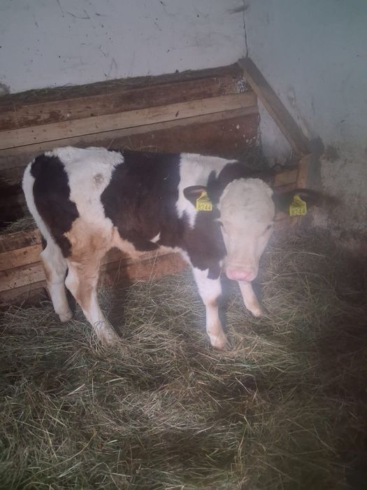 Vând vițel de doua luni