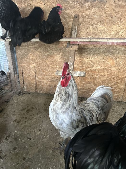 Cocoș Australorp matur (2025)