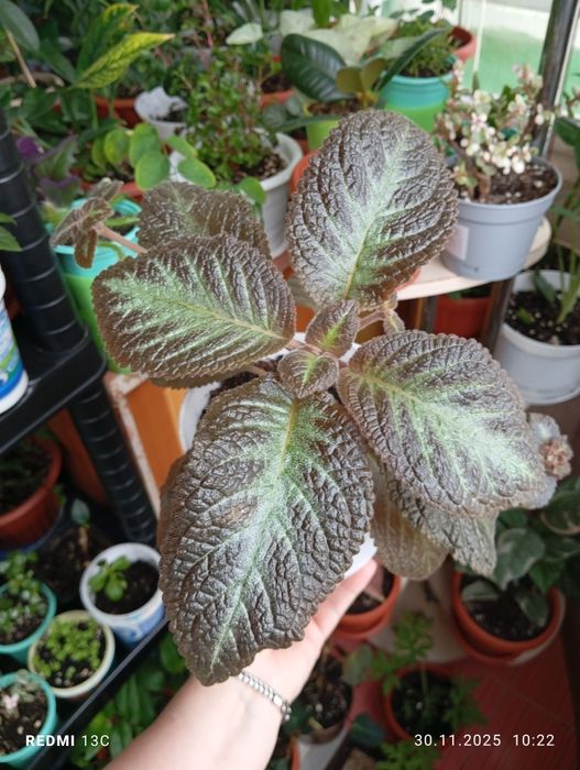 Продам комнатные растения