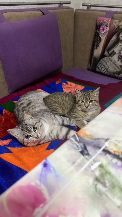 Отдам котят в добрые руки