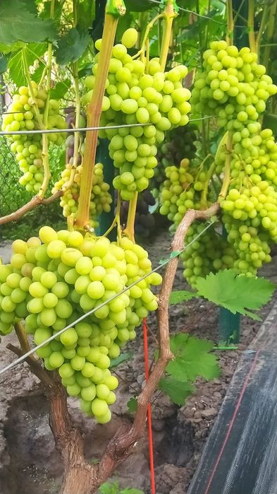 Heliodor vita de vie