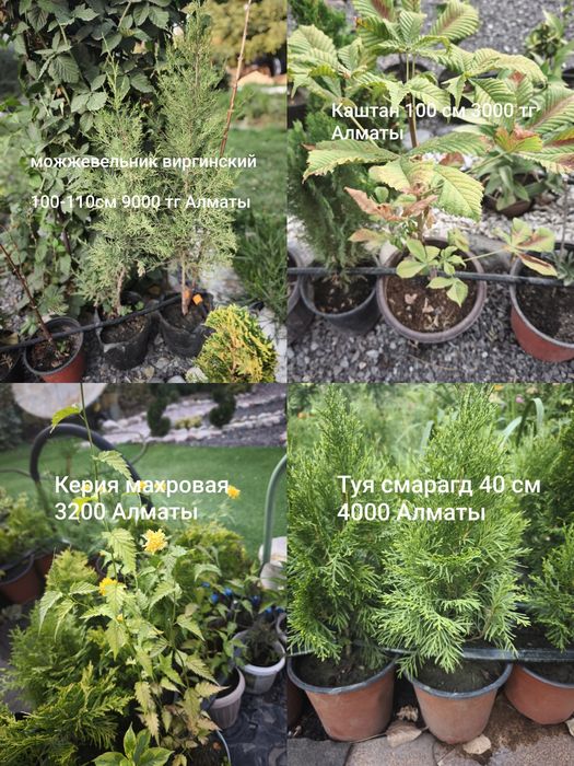 Цветы, кустарники и хвойные