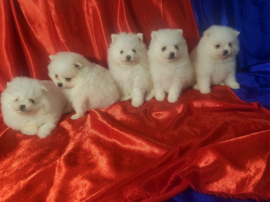 Щенки - Немецкий Шпиц