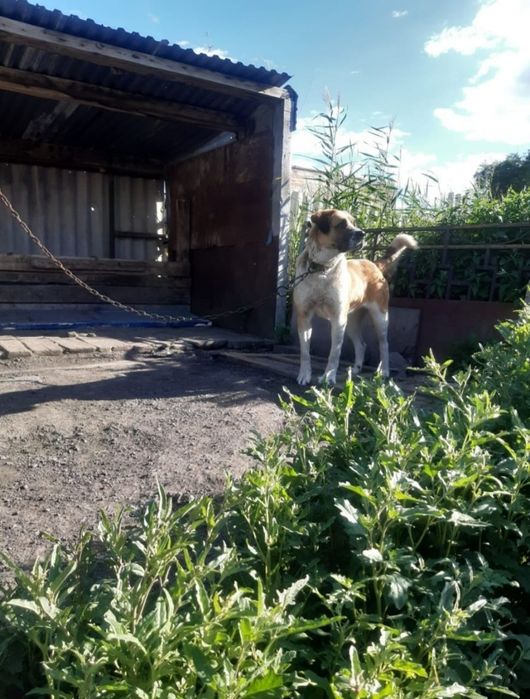 Продам в добрые руки