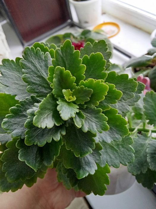 Продам цветы не дорого