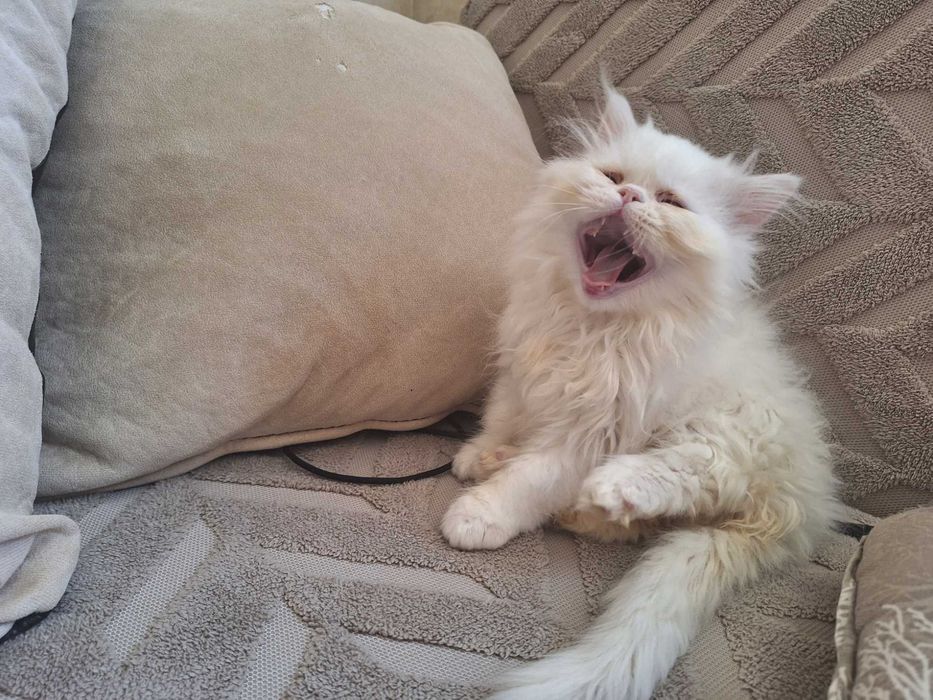 Персийски котенца
