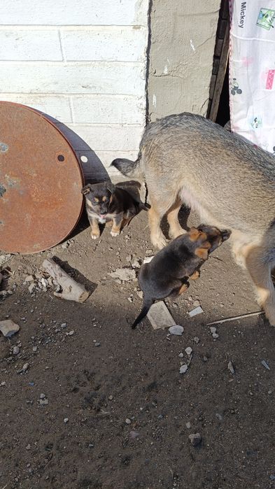 щенки мальчики в хорошие руки