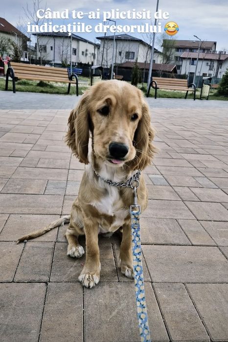 Psihologie canină și dresaj