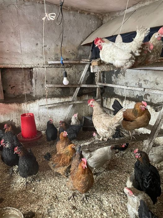 Молодые домащние куры