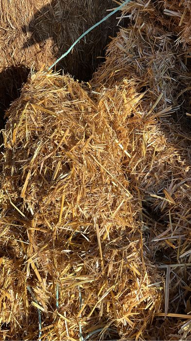 Baloti paie de ovaz 1,25m x2,5m x0,9m