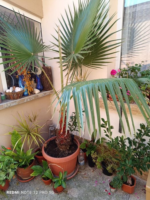 Палма               ..