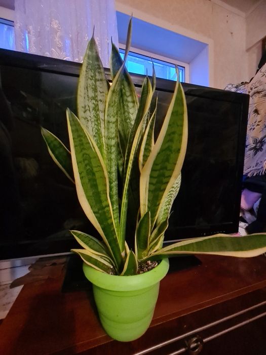 Сансенверия цветок