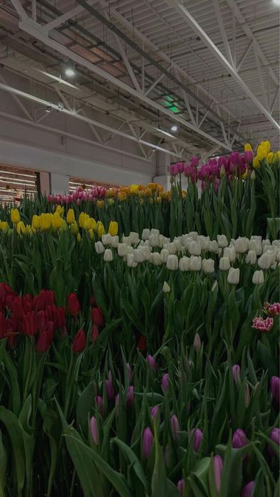 Тюльпаны оптом 300 тенге за шт