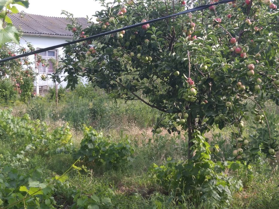 Уй сотилади 15000 Бука