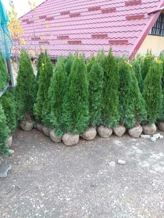 Plante Tuia Smaragd Si Gazon sport