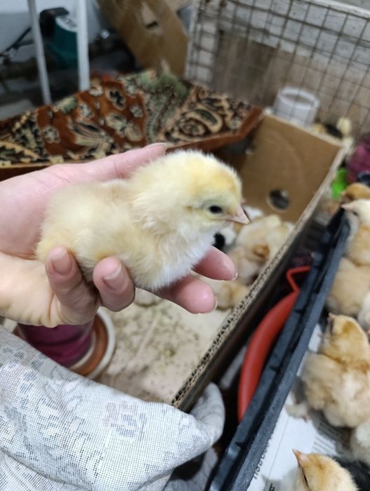 Продам суточных цыплят